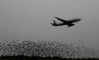 飞机为什么只能在万米高空飞行,飞低一点会出什么事 可算知道了 