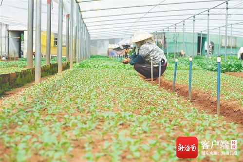 民生观察 夏秋季高温多雨台风扰,海南如何种好菜