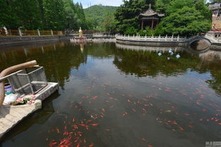 青岛湛山寺放生池 龟满为患 池内生物已饱和 