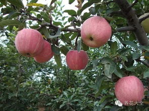 苹果花什么颜色常见苹果花的形状和颜色,红肉苹果开花什么颜色