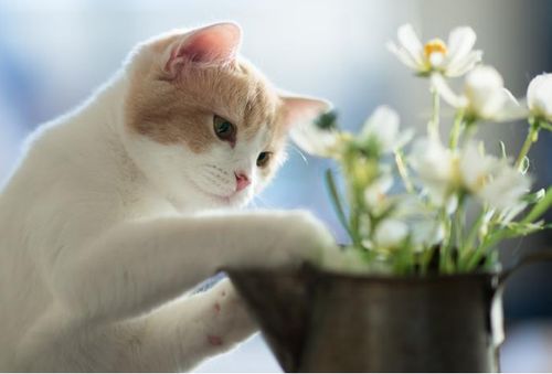 养猫小知识 这几种植物,不要在家里养