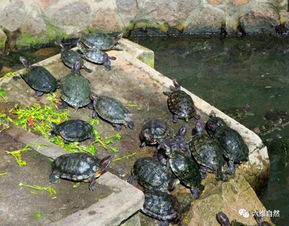 放生池中的龟满池,难道没人想要怎样处理 