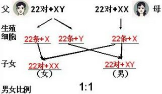 如图A B表示人体 男 女 细胞内染色体的示意图.请分析回答 1 细胞内染色体组成为图B的人产生的生 