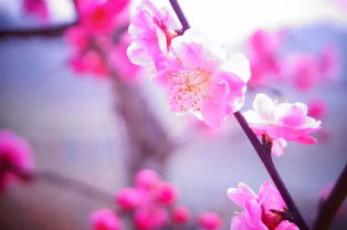 春天告诉您 恭城的桃花开了,一年一度的恭城桃花节如期而至 