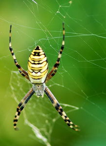 为什么条纹蜘蛛有三个颜色(条纹蜘蛛是因为它身体上有黄黑银色相间的条纹因此得名)