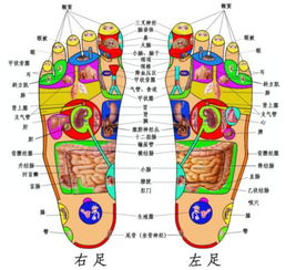 人体脚底反射区图解