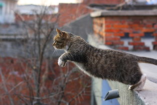 寂寞闪电摄影作品 屋顶上的猫 