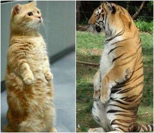 小老虎以为橘猫是自己兄弟,一下子就抱上去,橘猫 你认错猫了