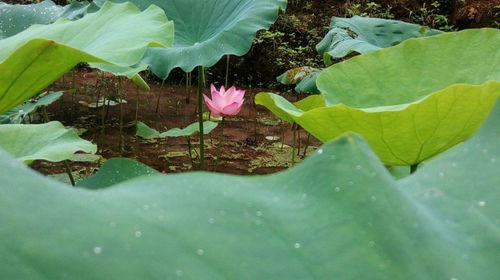 盛夏如初 粉红荷色放花平睦五峰大水江 