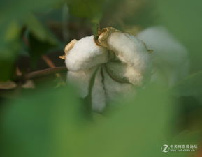 棉花的花棉桃棉花