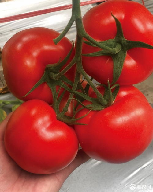 西红柿种子 诺红一号 大红番茄种子 红色番茄石头番茄价格200元 袋 惠农网 