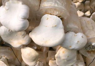 阿魏菇人工栽培技术要点及出菇管理,长根菇，人工栽培时，要注意什么