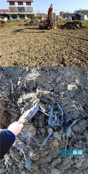 江苏一农田被埋大量家纺垃圾 当地村民称 像住在粪坑里 