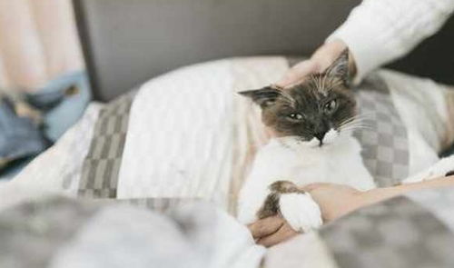 宠主生病去医院,医生的话让她清醒了,与猫同睡的危害竟这么大