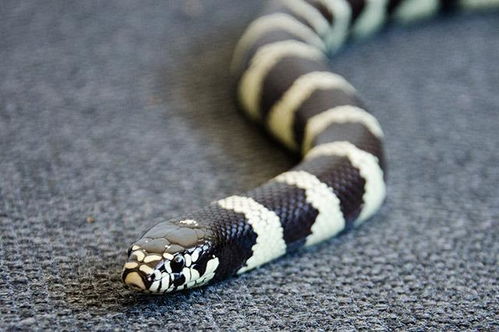 中国十大毒蛇排行榜 国内最毒的蛇排名 中国的毒蛇排名