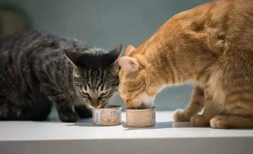 猫咪能自己辨别有害食物吗