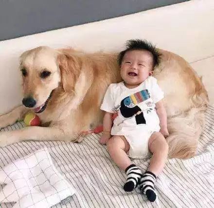 宝宝和狗狗,是最完美的搭配 