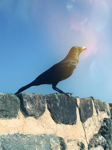 斯里兰卡海滩遇见栖息的乌鸦