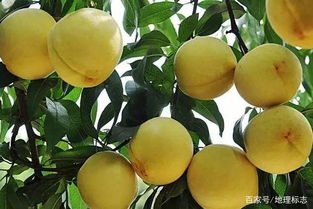 中国黄桃之乡在哪里 中国三大黄桃产地