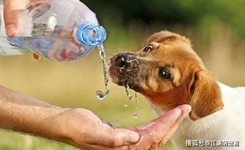 公布最伤狗的7种 水 ,很多宠主却当成宝,整天给狗喝