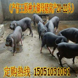 宜宾市猪苗什么价格