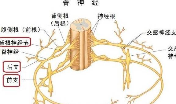 神经根的位置图片图片