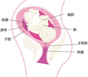 怀孕34周