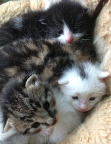 公猫是白色长毛波斯猫和母猫是短毛黑狸花猫生出5只小猫,会生出有长毛或者中长毛的小猫么 