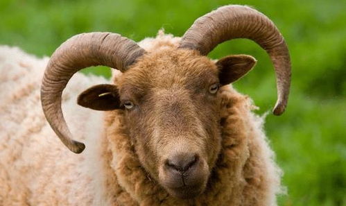 生肖羊 67年属羊人的一生宿命,54岁晚年可以依靠谁