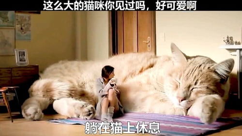 有一只巨型猫咪是一种什么体验 