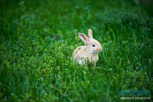 哪天的兔女命苦 属兔的哪个出生日最差