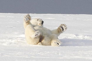阿拉斯加北极熊数目有增长 熊宝宝雪地里撒欢 