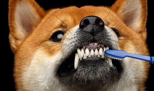 你都知道吗 宠物常见的牙齿口腔疾病,了解才能做好预防工作