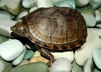 家里能养乌龟吗,家里能养乌龟吗对风水有什么影响