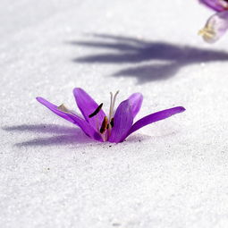 南枝傲雪，北梅斗艳——南北梅花的独特魅力与文化意蕴，南梅北移