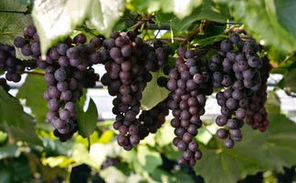 种葡萄用什么肥料最好