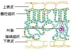 表皮叶肉叶脉的图片 搜狗图片搜索