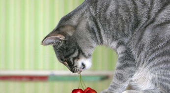 猫咪不能吃的几种水果 樱桃葡萄在列,冰的冷的也不能吃