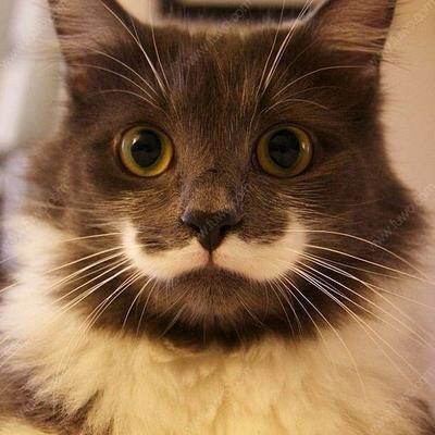 原来猫咪的胡须作用这么大 你家猫主子的胡须能摸吗