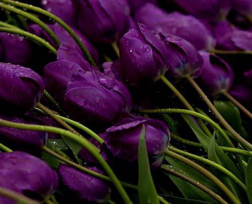 紫色郁金香的花语,郁金香花语