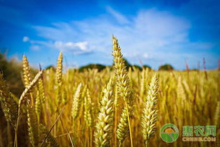 5种储存小麦时的防虫方法,小麦粮仓生虫用什么药