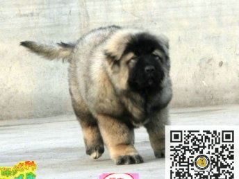 图 最大犬舍 直销各种名犬 小型犬 中型犬 大型犬 包健康 北京宠物狗 
