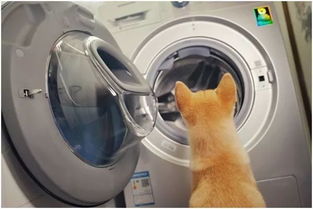 我发明了自动洗狗机,解决了宠物界的最大难题