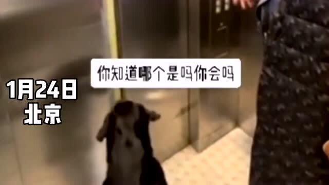 情侣遇到陌生狗狗同乘电梯,热心按下全部楼层帮狗狗回家,可狗子却迟迟不走 