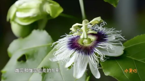 水果传 百香果花,日出开始打开花蕾,中午盛放,日落凋零,宛如昙花一现 