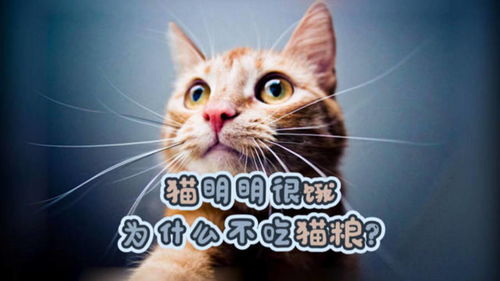 猫明明很饿为什么不吃猫粮 