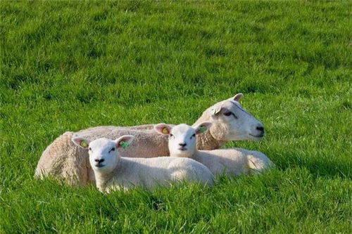 属羊 生肖羊 属羊的今年多大 属羊的属相婚配表 属羊的几月出生最好 属羊的和什么属相最配 十二生肖 