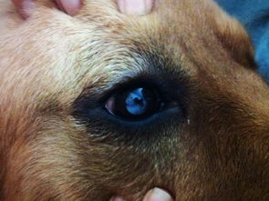 一定要知道 狗狗色盲又近视,为什么能看到人看不见的东西 