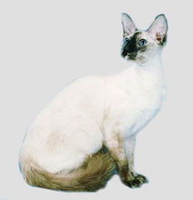 爪哇猫 