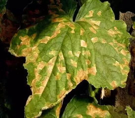 桂花有哪些病害种类,刚买的桂花盆栽叶子有黄斑，是得病了吗